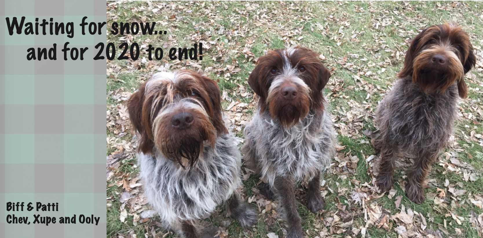 What S New Norling Rise We Are All About Wirehaired Pointing Griffons